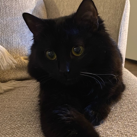 Fluffy - Picture 10 of 16